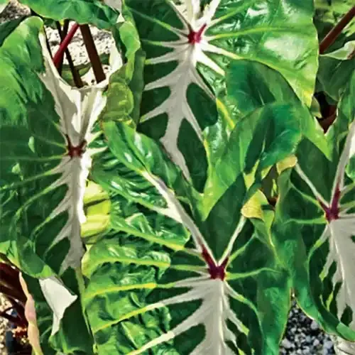 Colocasia Royal Hawaiian® White Lava – 6″
