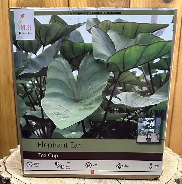COLOCASIA ‘TEA CUP’- 1 BULB