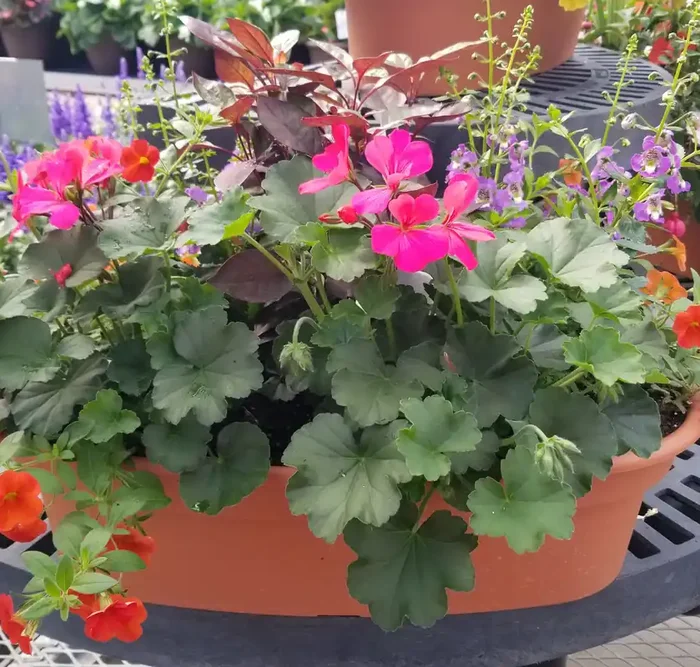 Combination ‘Inspiration’ – 20″ Oval