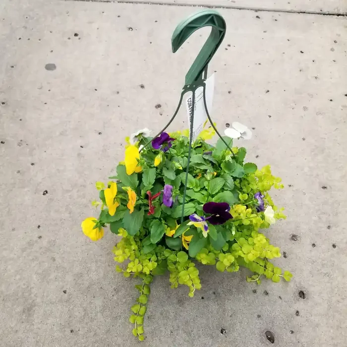 Combination Pansy Hanging Basket- 10″ Pot