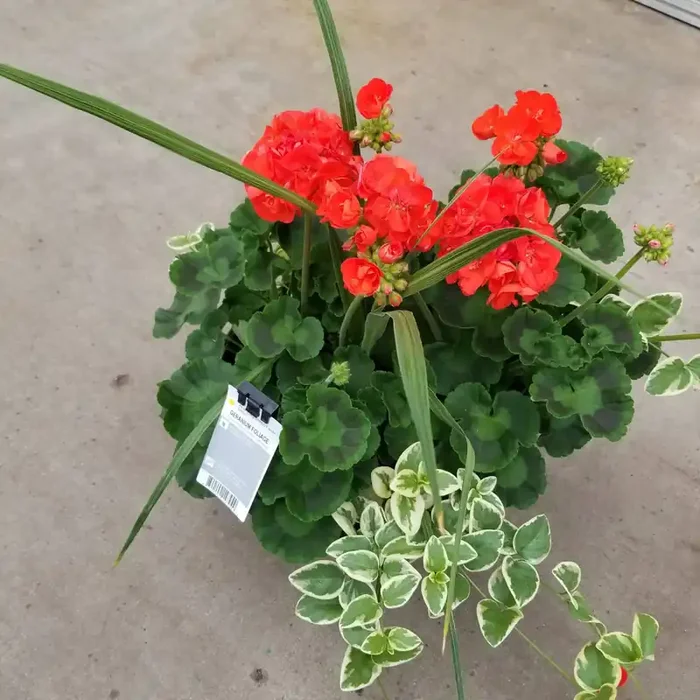 Combo Geranium Rocky Mountain Orange/ foliage- 13″