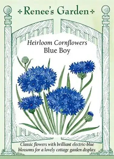 CORNFLOWER BLUE BOY