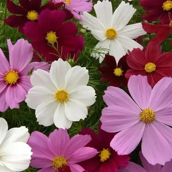 Cosmos Bipinnatus Sonata Mixed – 4 pak