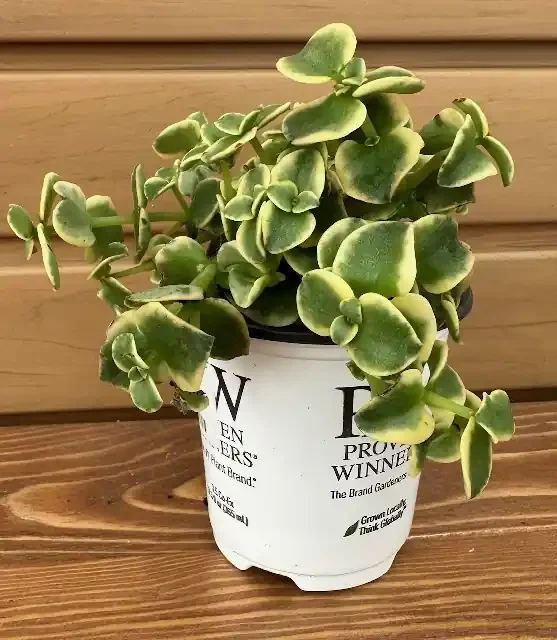 Crassula ‘Mirage™ Rosie Posie™ ‘ – 9cm
