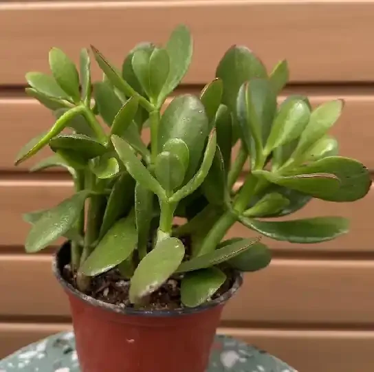 Crassula ovata – 9cm Pot