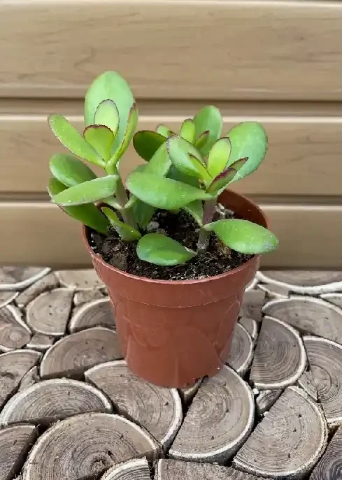 Crassula ovata, Assorted Varieties- 4″