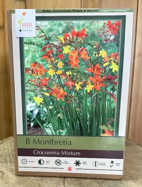 CROCOSMIA CROCOSMIIFLORA