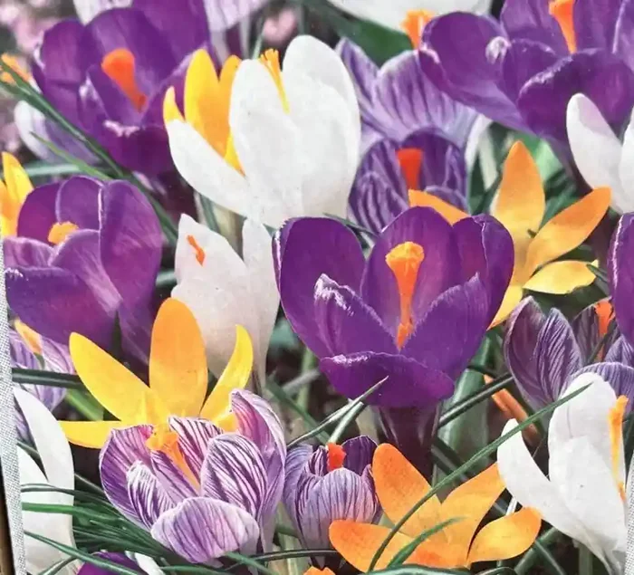 Crocus ‘Giant Mixed’ – 15 Bulbs Per Package