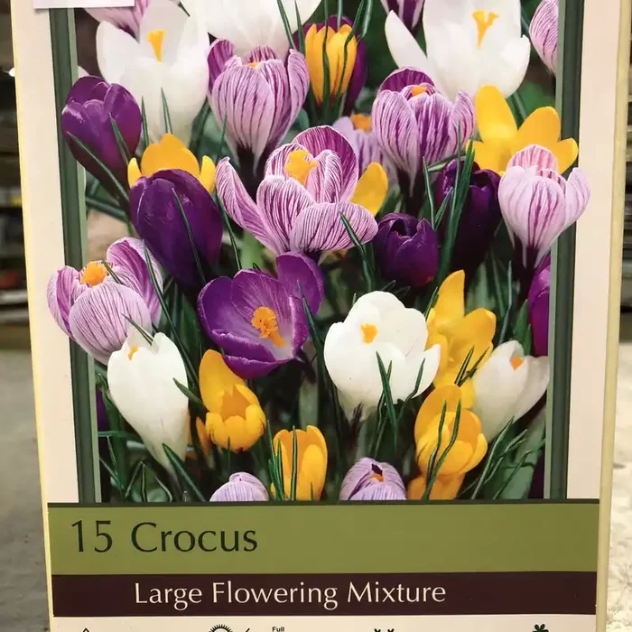 CROCUS ‘LARGE FLOWERING MIXTURE’- 15 BULBS/PACKAGE