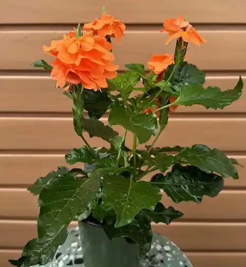 Crossandra – 4.5″