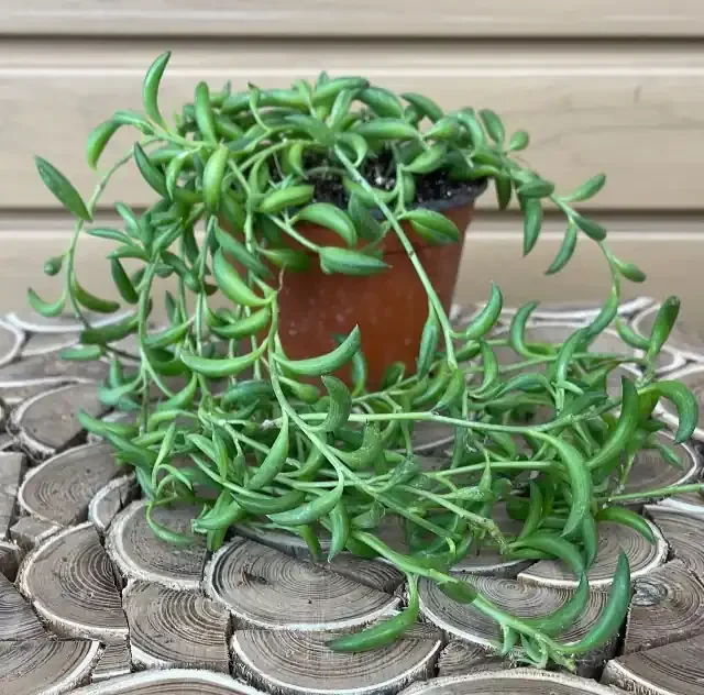 Curio radicans- 4″