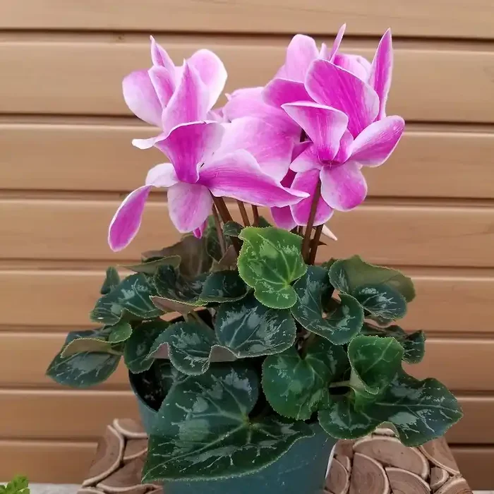 Cyclamen ‘Flame’ – 6″