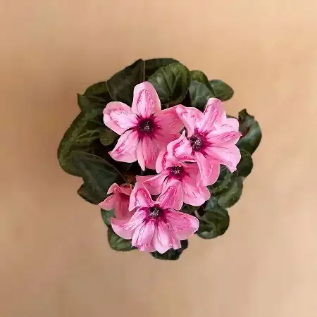 Cyclamen, Illusia ‘Light with Eye’ – 4.5″