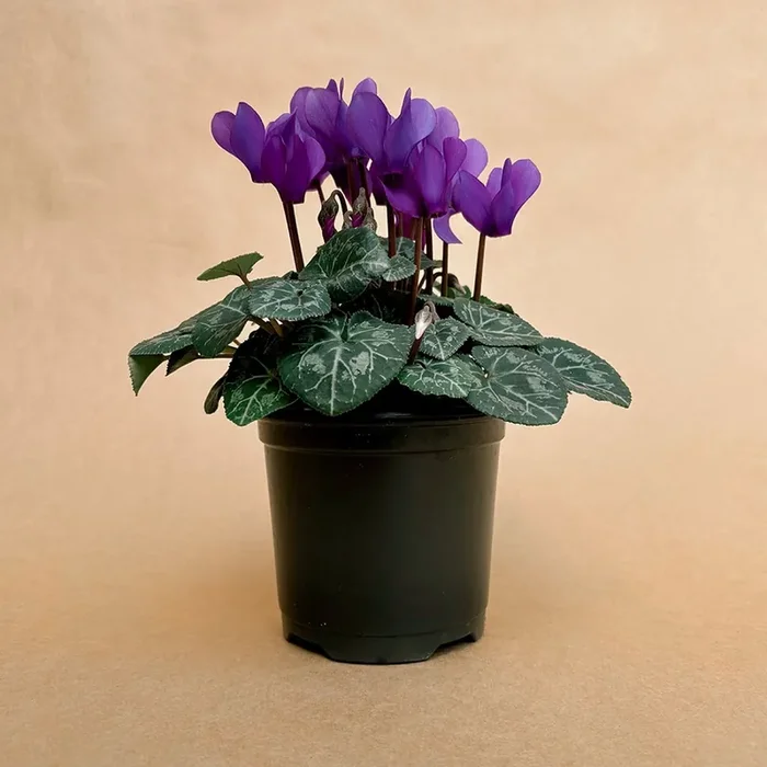 Cyclamen, Super Serie Dragon Deep Blue – 4.5″
