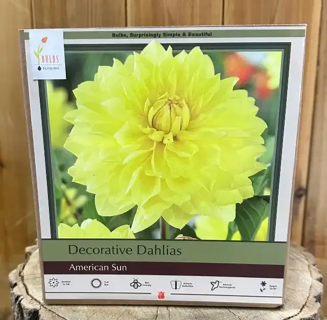 DAHILA DECORATIVE, AMERICAN SUN- 2 CLUMPS