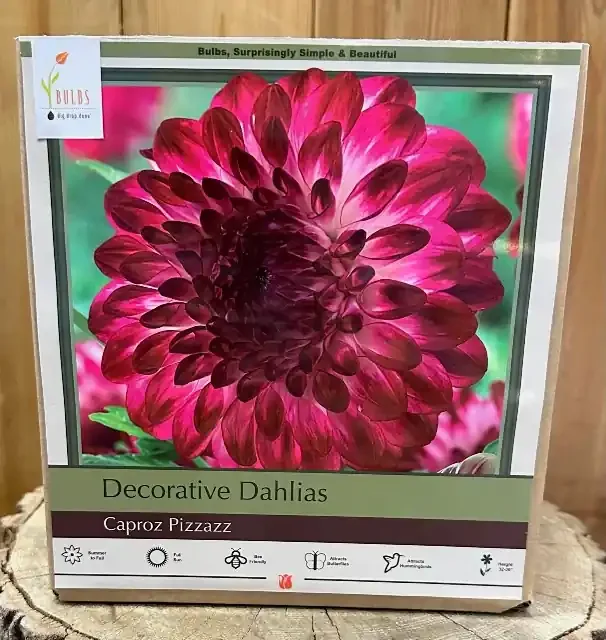 DAHILA DECORATIVE, CAPROZ PIZZAZZ- 2 CLUMPS