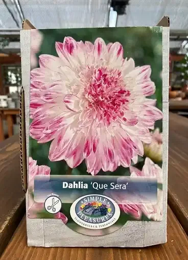 DAHLIA ANEMONE, QUE SERA- 1 CLUMP