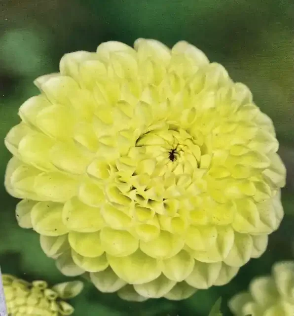 DAHLIA BALL, BOOM BOOM YELLOW- 1 CLUMP