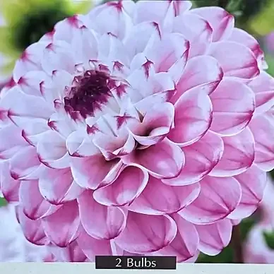 DAHLIA BALL, GENOVA – 2 CLUMPS