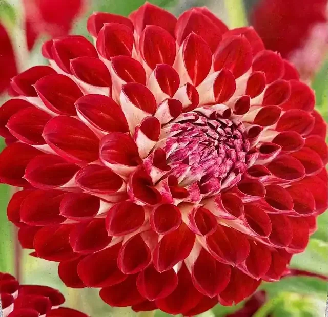 DAHLIA BALL, JOWEY JOSHUA- 1 CLUMP