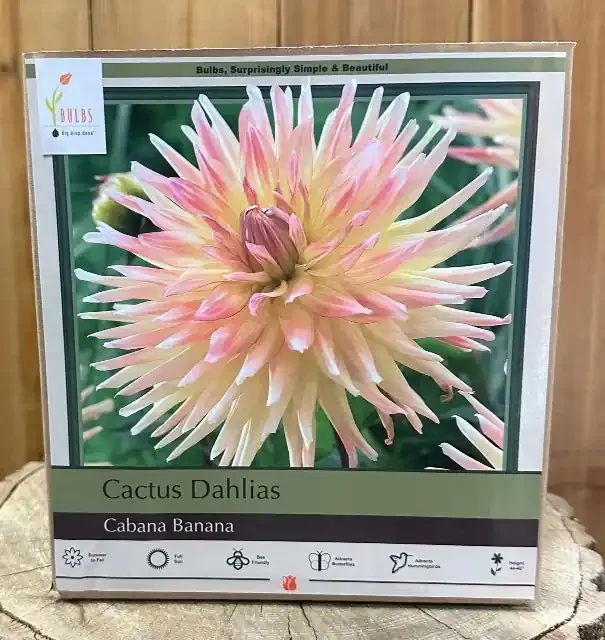 DAHLIA, CACTUS CABANA BANANA- 2 CLUMPS