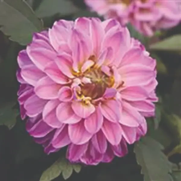 Dahlia City Lights™ Lavender Pink – 6″ pot