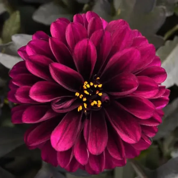 Dahlia City Lights™ Purple – 6″ pot