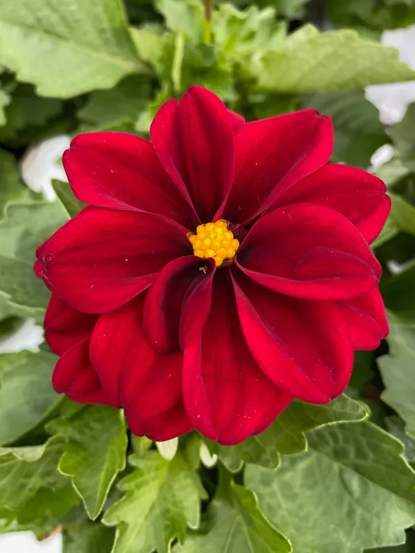 Dahlia Dahlietta Patty – 4 1/3″ pot