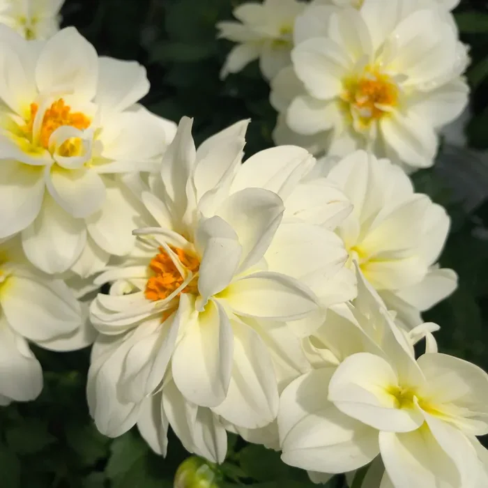 Dahlia Dahlietta® Blanca – 4 1/3″ pot