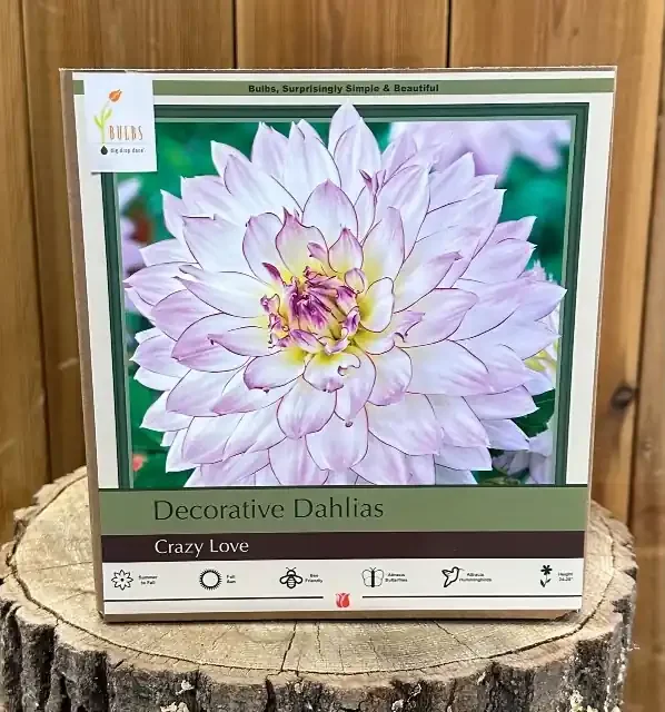 DAHLIA DECORATIVE, CRAZY LOVE- 2 CLUMPS