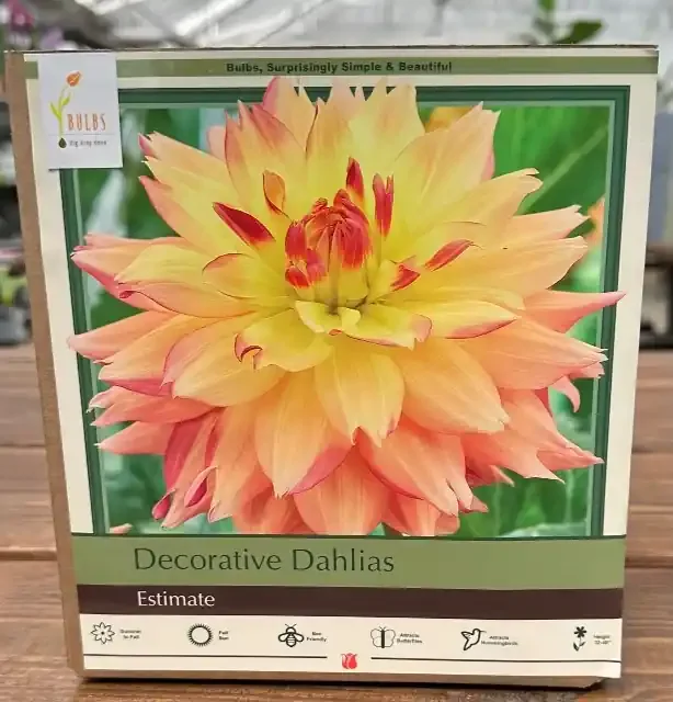 DAHLIA, DECORATIVE ESTIMATE- 2 CLUMPS