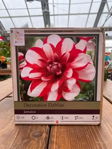 DAHLIA DECORATIVE, JAMAICA – 2 CLUMPS