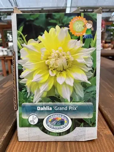 DAHLIA DINNER PLATE, GRAND PRIX- 1 CLUMP