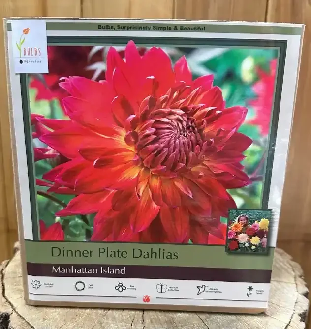 DAHLIA DINNER PLATE, MANHATTAN ISLAND- 2 CLUMPS