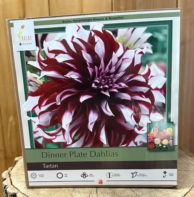 DAHLIA DINNER PLATE, TARTAN- 2 CLUMPS