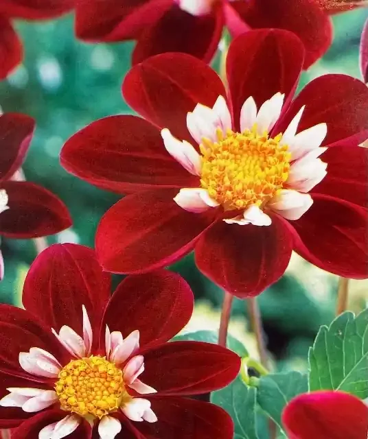 DAHLIA MIGNON, MARY EVELINE- 1 CLUMP