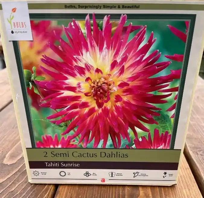 DAHLIA SEMI CACTUS, TAHITI SUNRISE- 2 CLUMPS