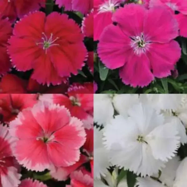 Dianthus Coronet™ Mix – 4 1/3″ pot