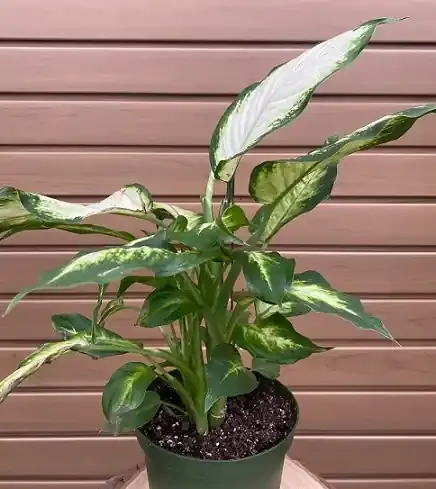 DIEFFENBACHIA- 6″