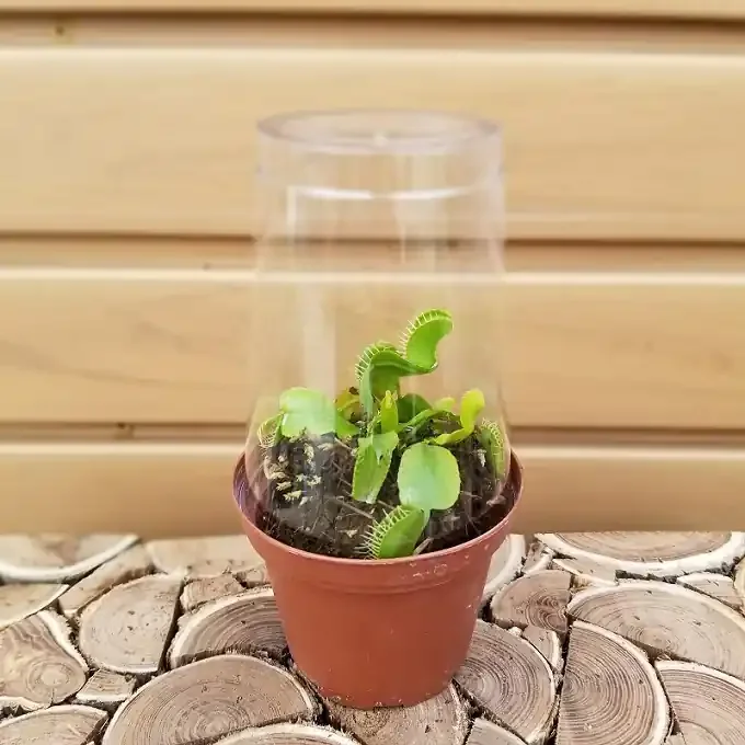 Dionaea muscipula- 3″