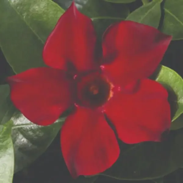 Dipladenia ‘Madinia® Deep Red’ – 4 1/3″ pot