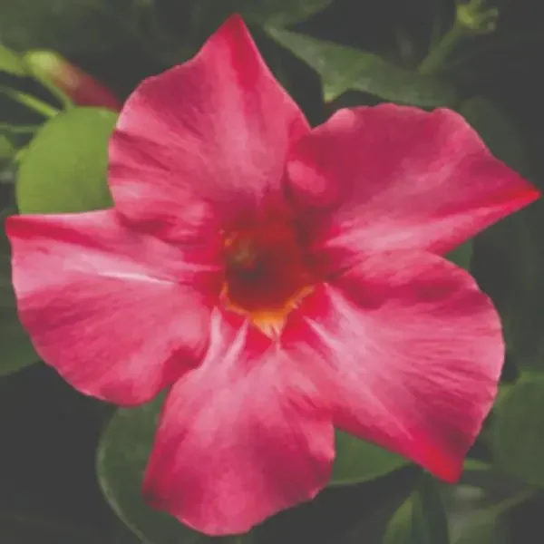 Dipladenia ‘Madinia® Pink’ – 4 1/3″ pot