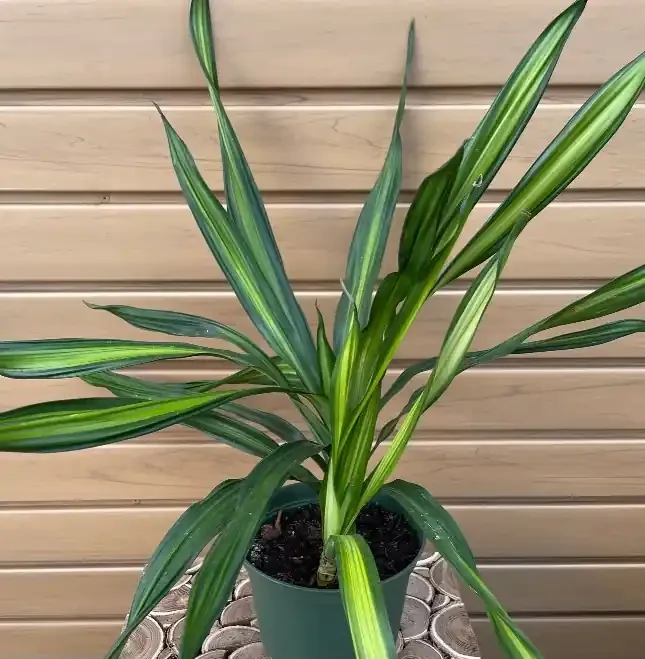 DRACAENA deremenis ‘Rickii’ – 6″