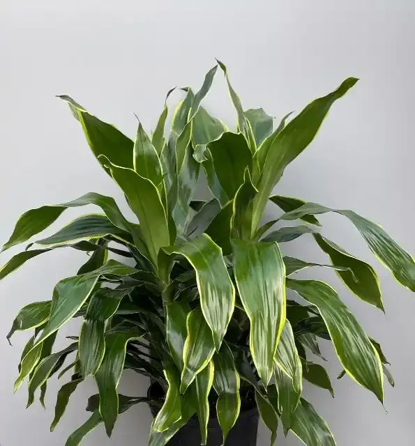 DRACAENA deremensis ‘Carmen’ – 10″
