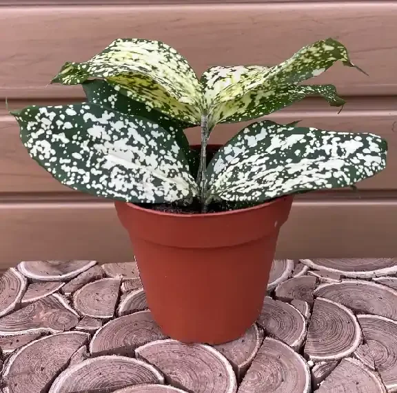DRACAENA godseffiana- 4″