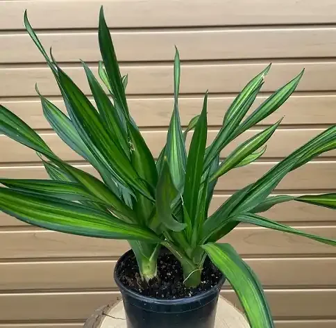 DRACAENA ‘HAWAIIAN SUNSHINE’ – 6″