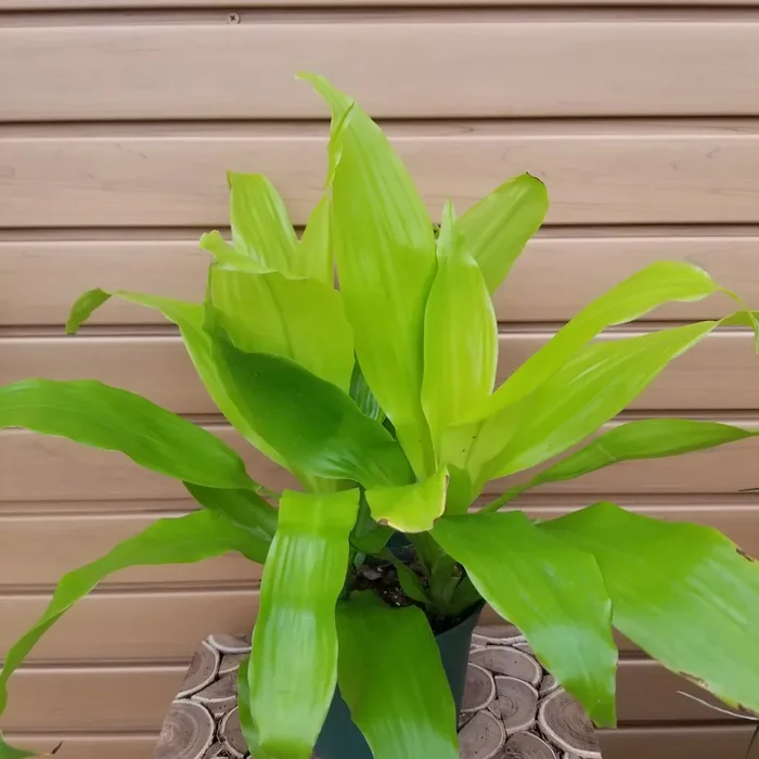 DRACAENA ‘Limelight’ – 6″