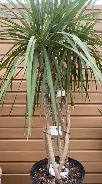 DRACAENA MARGINATA, OPEN WEAVE BRAID- 8″