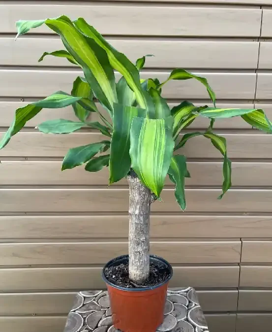 DRACAENA MASSANGEANA- 6″