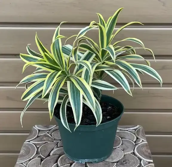 Dracaena reflexa ‘Variegata’ – 6″